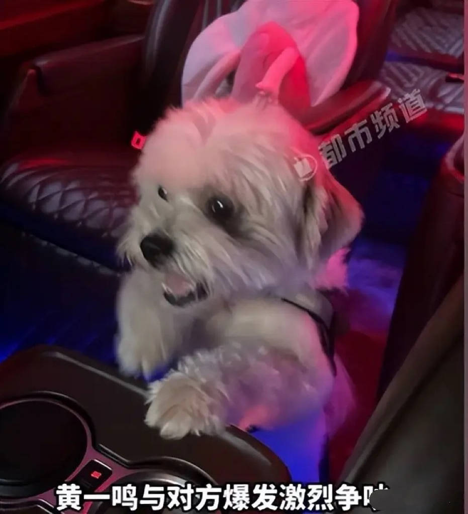 百万网红黄一鸣虐狗人设崩塌 王思聪不认女真相